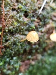 Mycena corticola