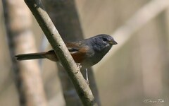 Microspingus cabanisi