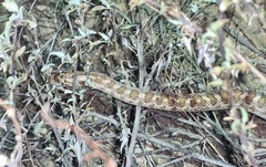 Arizona elegans