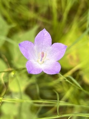 Campanula persicifolia