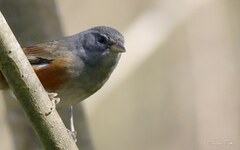 Microspingus cabanisi