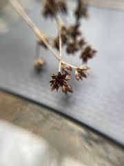 Juncus articulatus