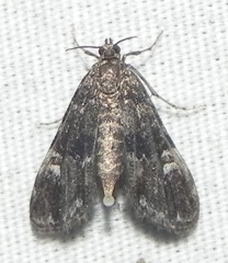 Elophila tinealis