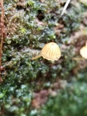 Mycena corticola