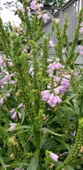 Physostegia
