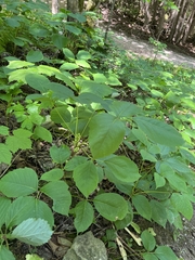 Toxicodendron rydbergii