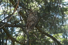 Strix occidentalis