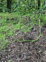 Smilax azorica
