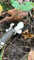Trametes conchifer