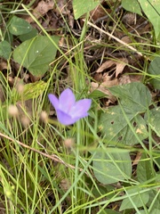 Campanula persicifolia