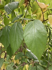 Calycanthus floridus
