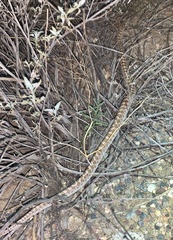 Arizona elegans