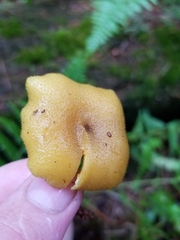 Tricholomopsis decora