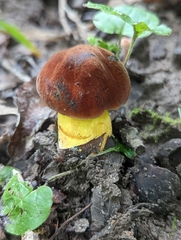 Neoboletus