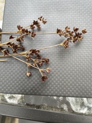 Juncus articulatus