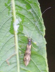 Mystacides longicornis