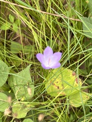 Campanula persicifolia