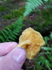 Tricholomopsis decora