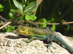 Liolaemus tenuis