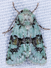 Lacinipolia implicata