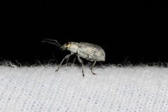 Cyrtepistomus castaneus