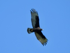 Buteo albonotatus