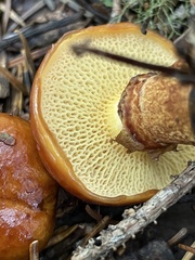 Suillus glandulosus