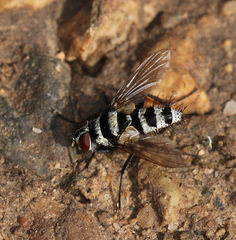 Trigonospila transvittata