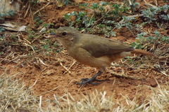 Furnarius rufus
