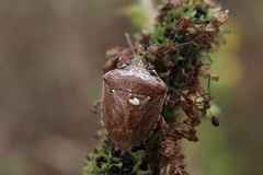 Eysarcoris ventralis