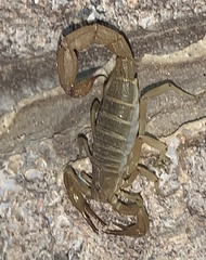 Paravaejovis confusus