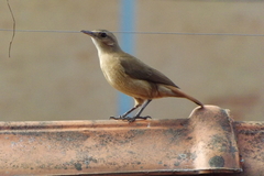 Furnarius rufus