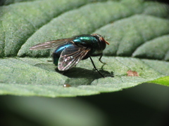 Lucilia illustris