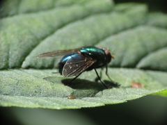 Lucilia illustris