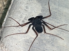 Paraphrynus carolynae