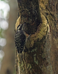 Yungipicus moluccensis