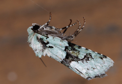 Lacinipolia implicata