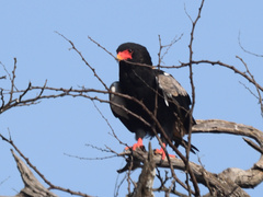 Terathopius ecaudatus