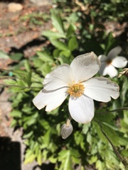 Anemonoides