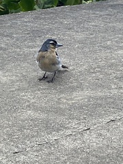 Fringilla coelebs moreletti