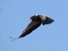 Terathopius ecaudatus