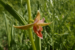 Epipactis gigantea