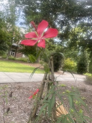 Hibiscus coccineus