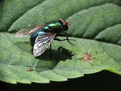 Lucilia illustris