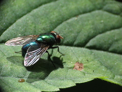Lucilia illustris