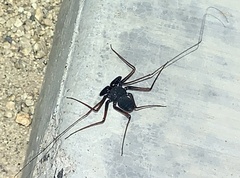 Paraphrynus carolynae