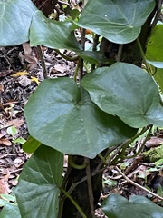 Hedera azorica
