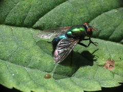Lucilia illustris