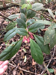 Nematanthus