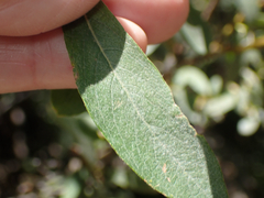 Salix glauca